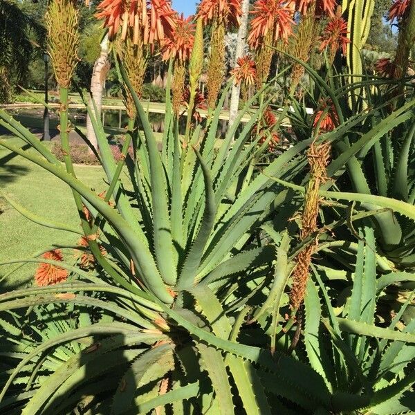 Aloe arborescens Habitat