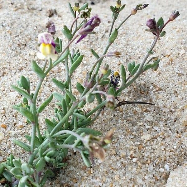 Linaria pedunculata പുഷ്പം