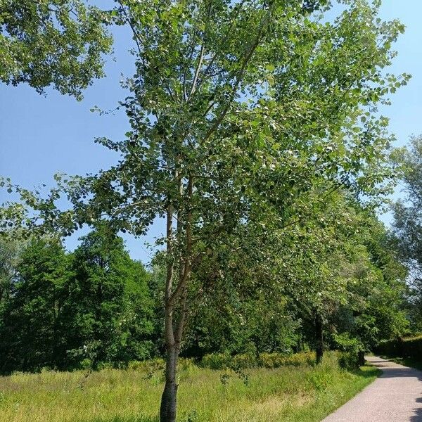 Populus alba عادت