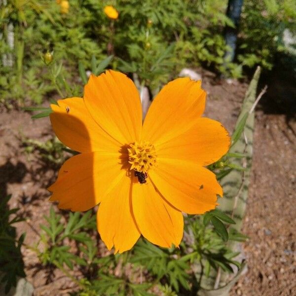 Cosmos sulphureus Flower