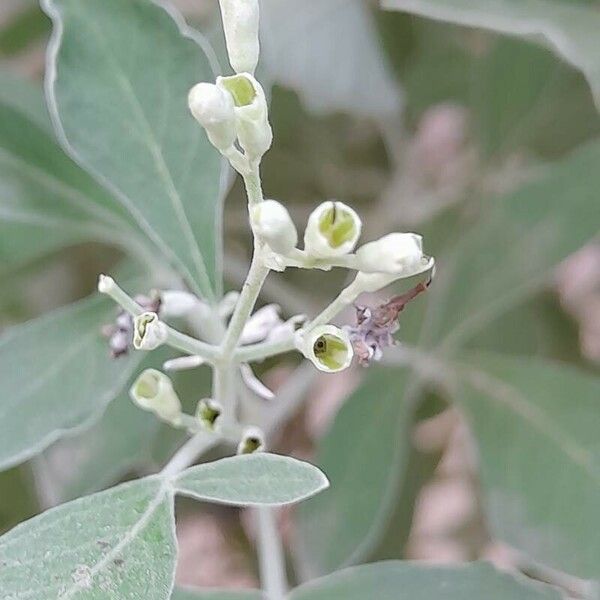 Vitex trifolia Owoc