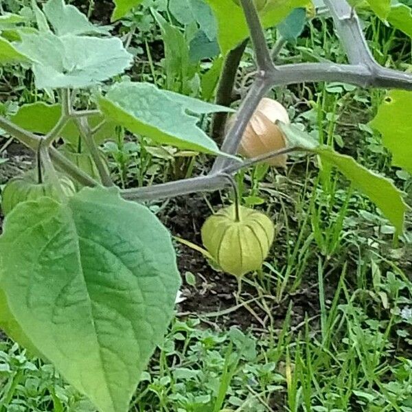 Physalis peruviana ফল