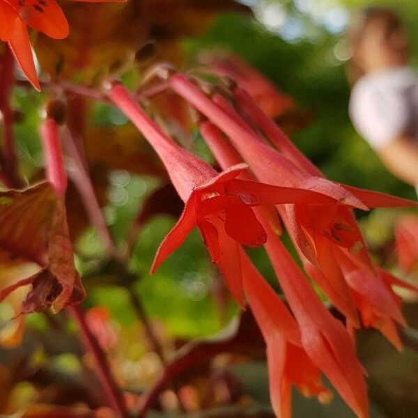 Fuchsia triphylla 花