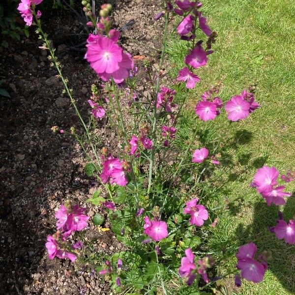 Sidalcea malviflora Cvet