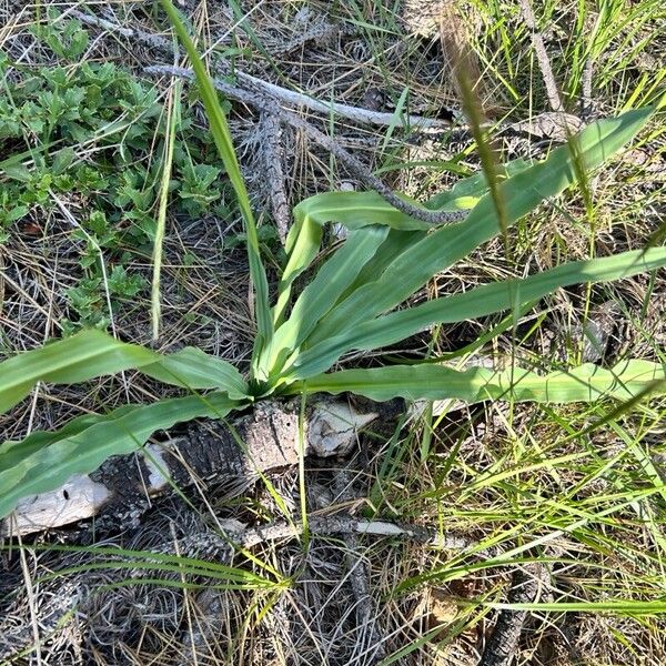 Chlorogalum pomeridianum Leaf