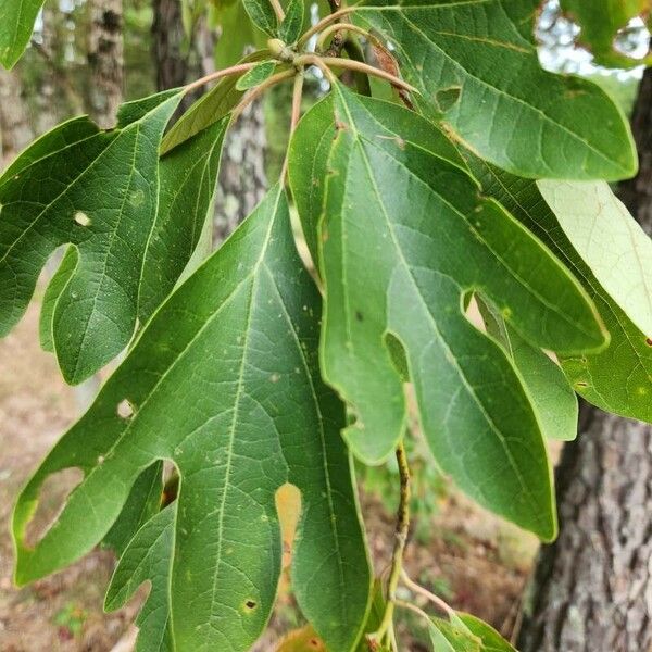 Sassafras albidum पत्ता