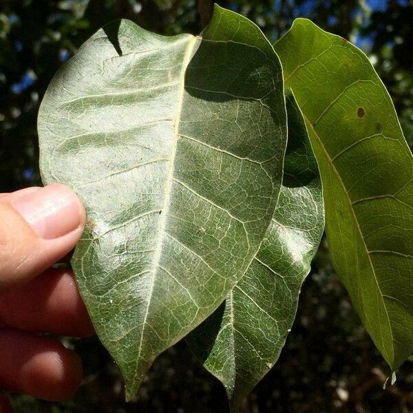 Ficus ingens Leaf