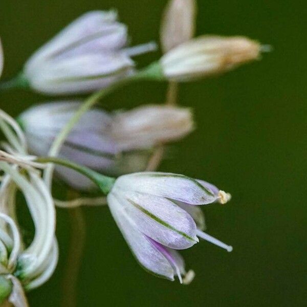 Allium paniculatum ᱵᱟᱦᱟ