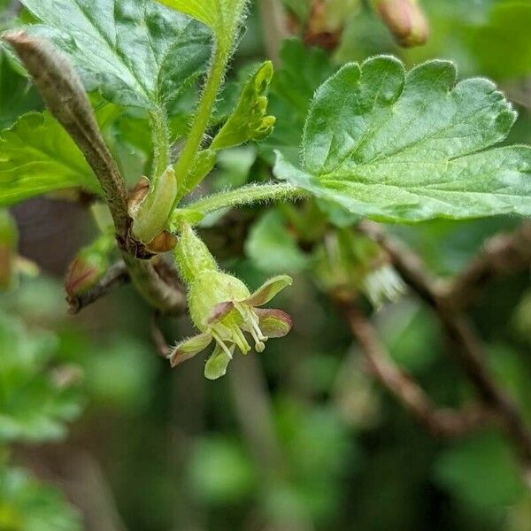 Ribes uva-crispa Кветка