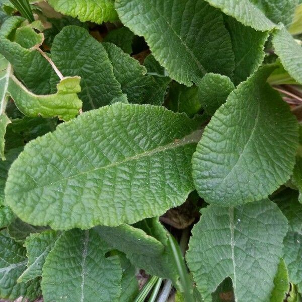 Primula × polyantha Leaf