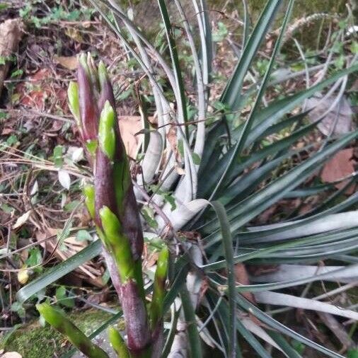 Bromelia karatas ᱛᱟᱦᱮᱸ