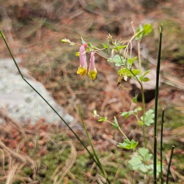 Capnoides sempervirens Цвят