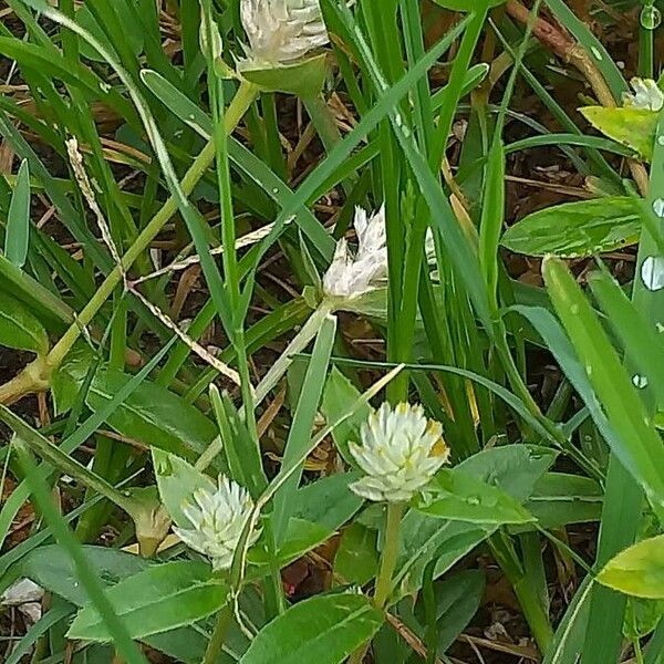 Gomphrena serrata Hábito