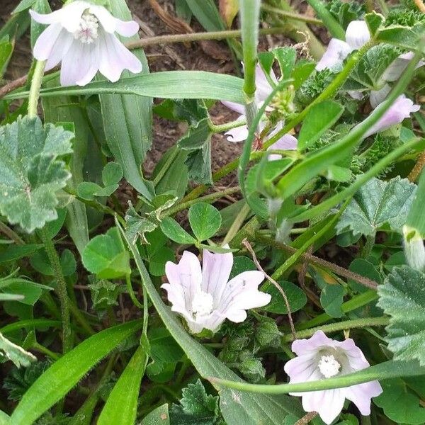 Malva neglecta Цветок