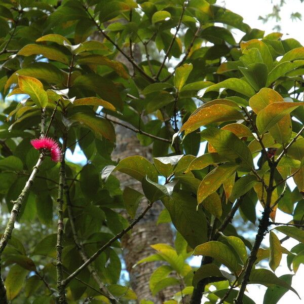 Syzygium malaccense Leaf