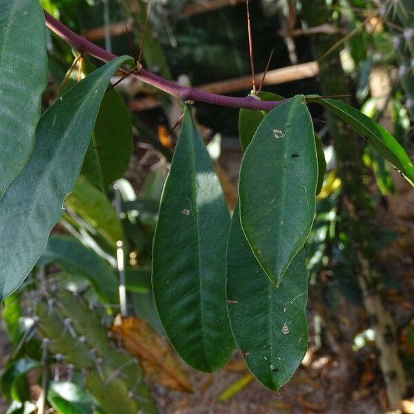 Rhodocactus grandifolius 葉