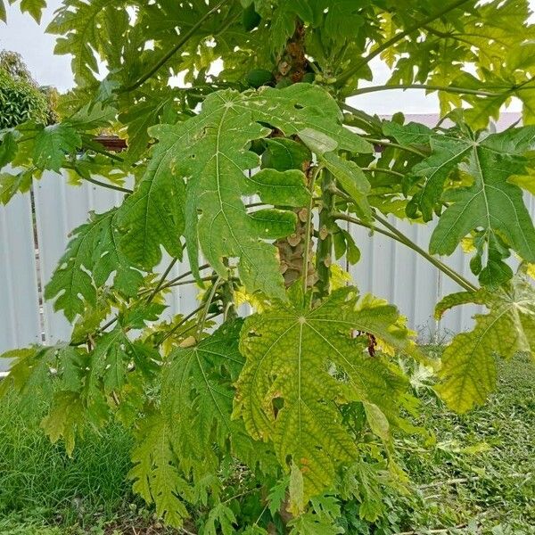 Carica papaya Lehti