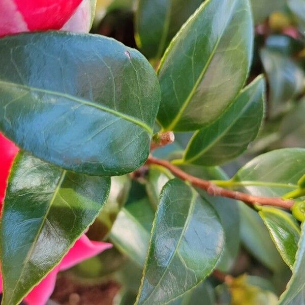 Camellia japonica Hoja
