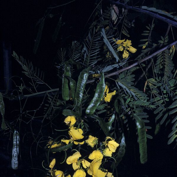 Senna multijuga 花