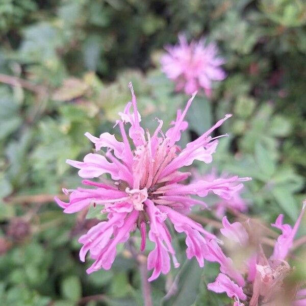 Monarda fistulosa Blomst