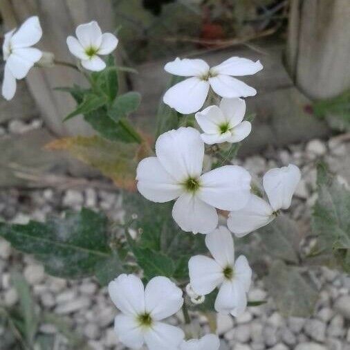 Hesperis matronalis Flower
