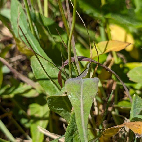 Aetheorhiza bulbosa Leaf