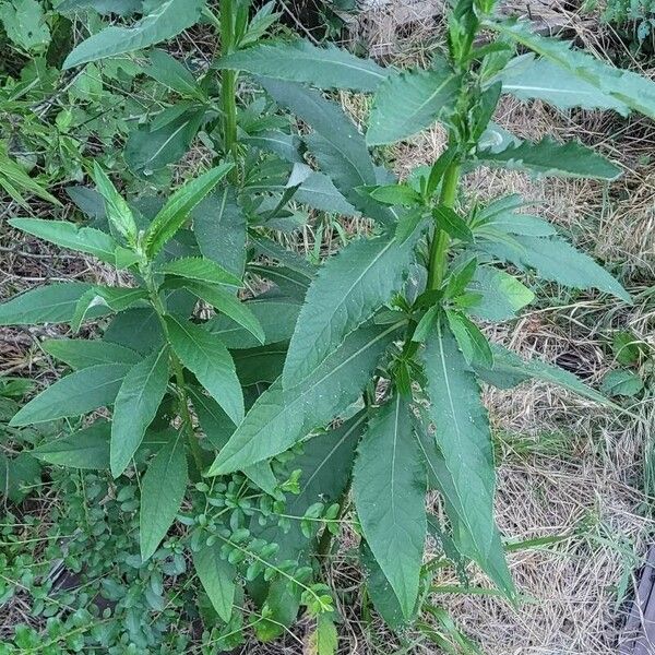 Cirsium altissimum অভ্যাস