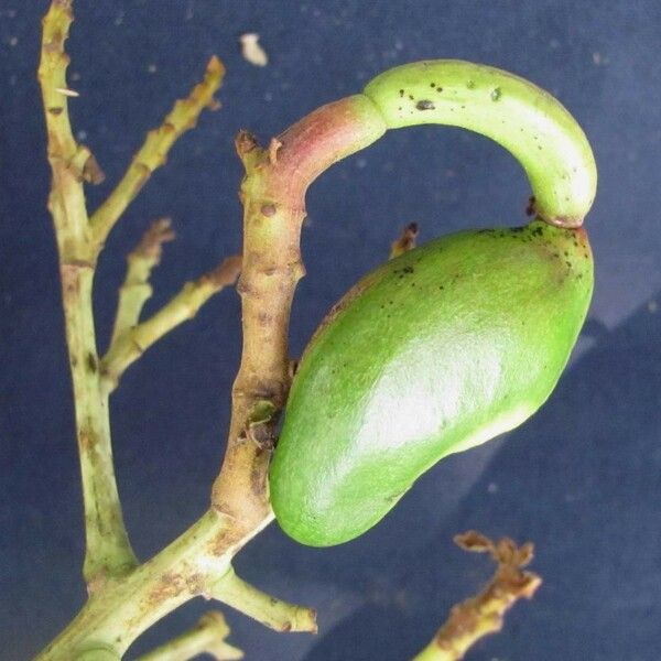 Anacardium excelsum Frutto