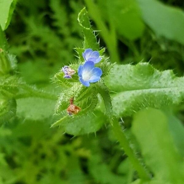 Anchusa arvensis পাতা