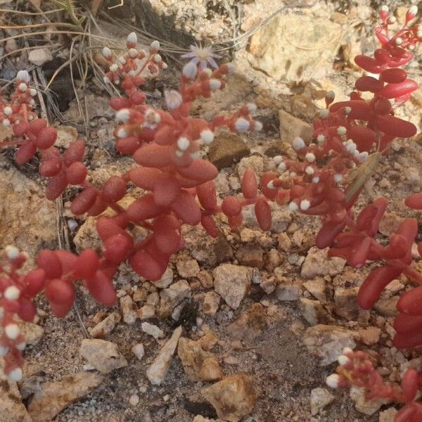 Sedum caeruleum Λουλούδι