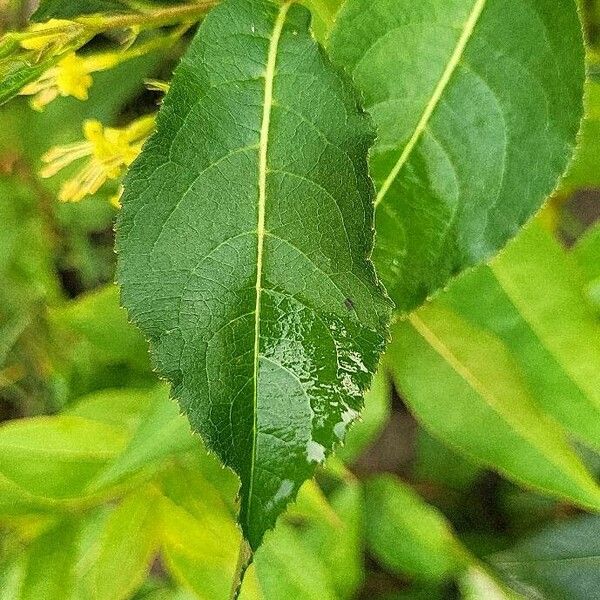 Diervilla lonicera Leaf