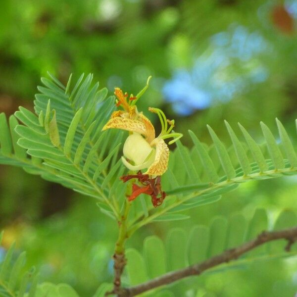 Tamarindus indica Virág