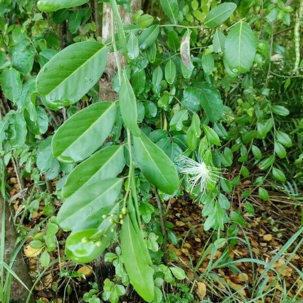 Morisonia flexuosa Blad