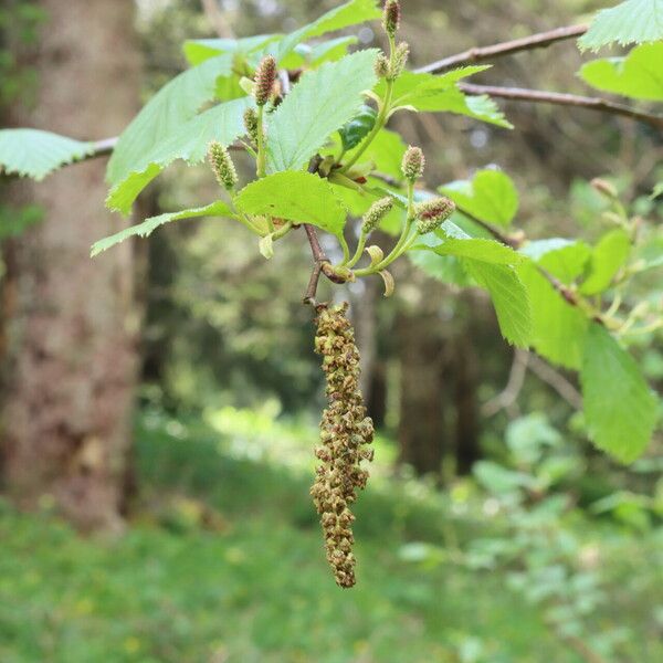 Alnus alnobetula Flower