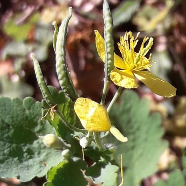 Chelidonium majus Kukka