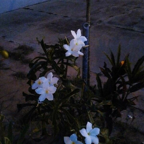 Plumeria pudica Flower