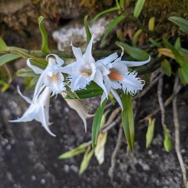 Dendrobium crumenatum ফুল