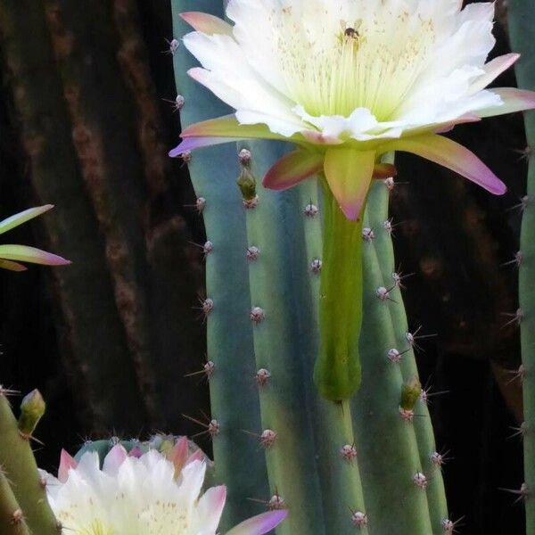 Cereus hexagonus Lorea