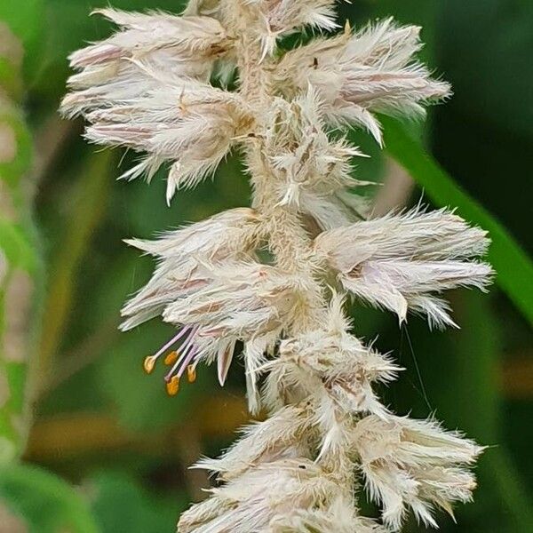 Sericocomopsis hildebrandtii 花