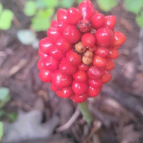 Arisaema dracontium Frukto