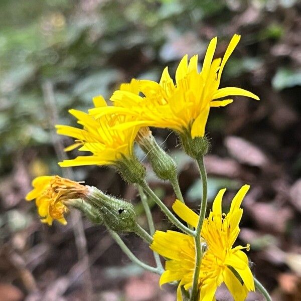 Hieracium murorum Kukka