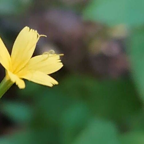 Lactuca muralis Kukka