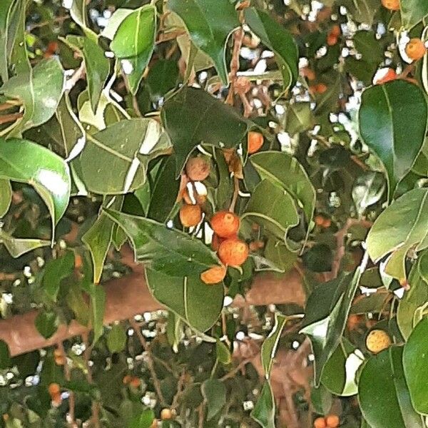 Ficus benjamina फल
