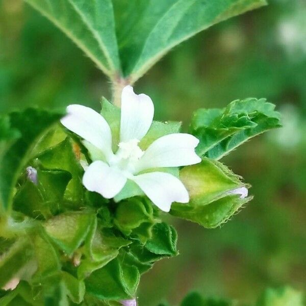 Malva parviflora ফুল