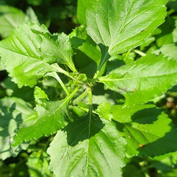 Phryma leptostachya Leaf