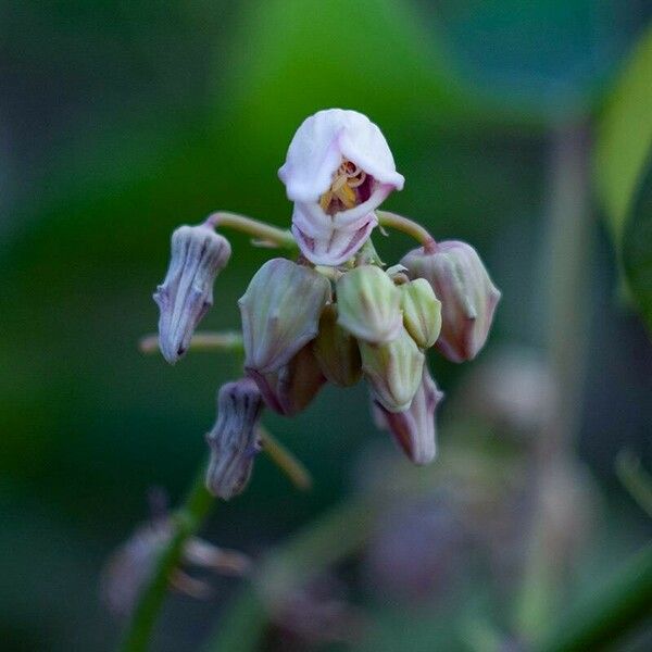 Manihot esculenta Blomma