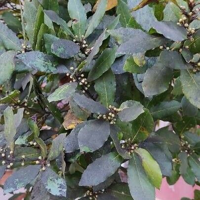 Laurus nobilis Fuelha