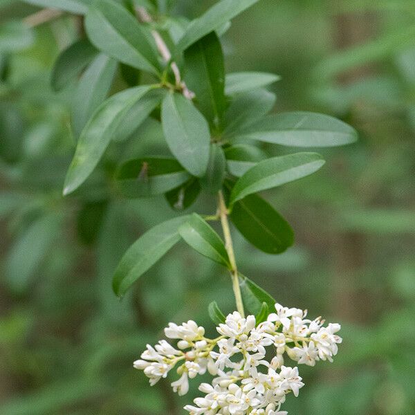 Ligustrum quihoui Φύλλο