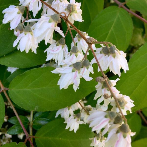 Deutzia scabra Flors