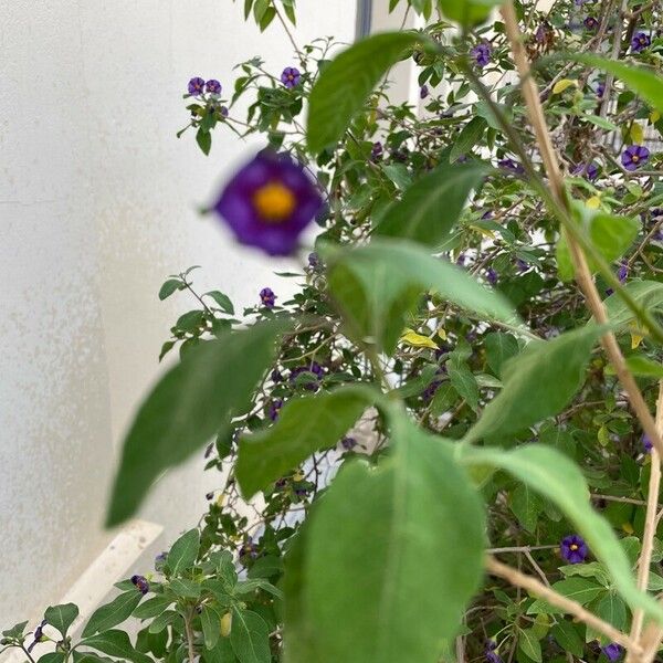 Lycianthes rantonnetii Flower